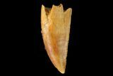Serrated, Raptor Tooth - Real Dinosaur Tooth #163843-1